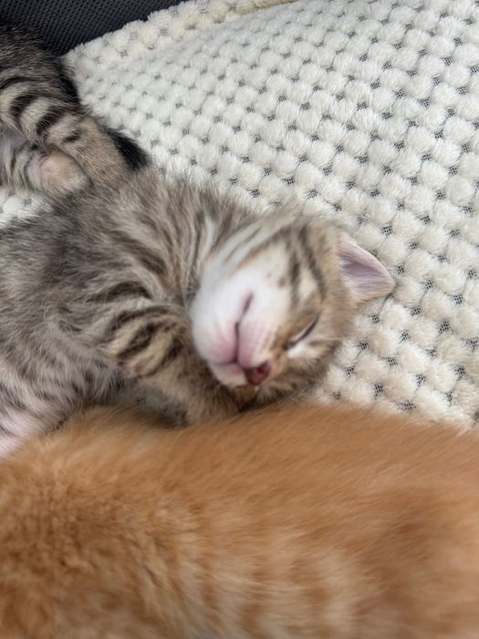 Котенок, девочка, 3 месяца