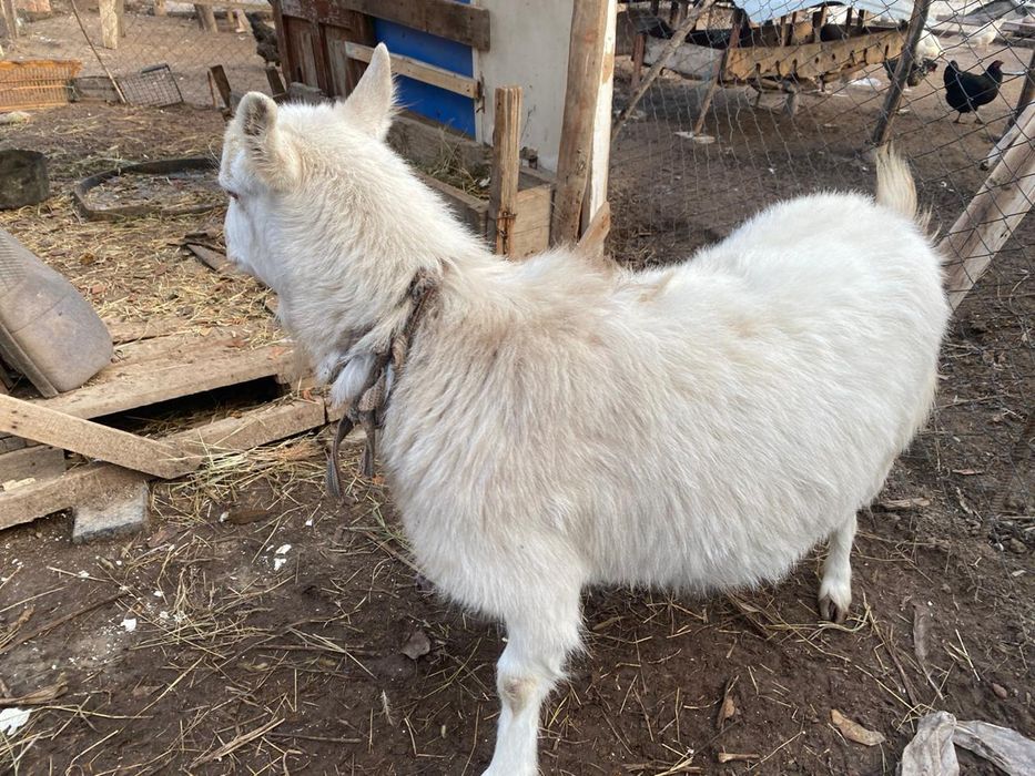 Коза заненский порода