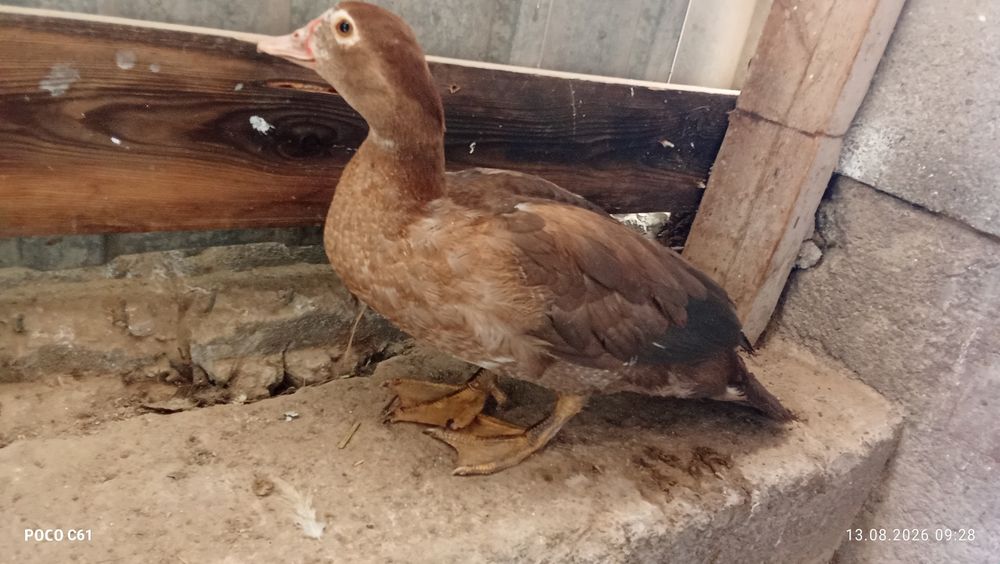 Продам или абминяю