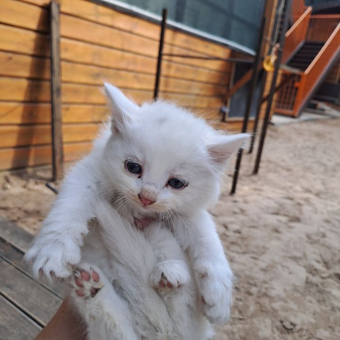 Котенок, котята, даром