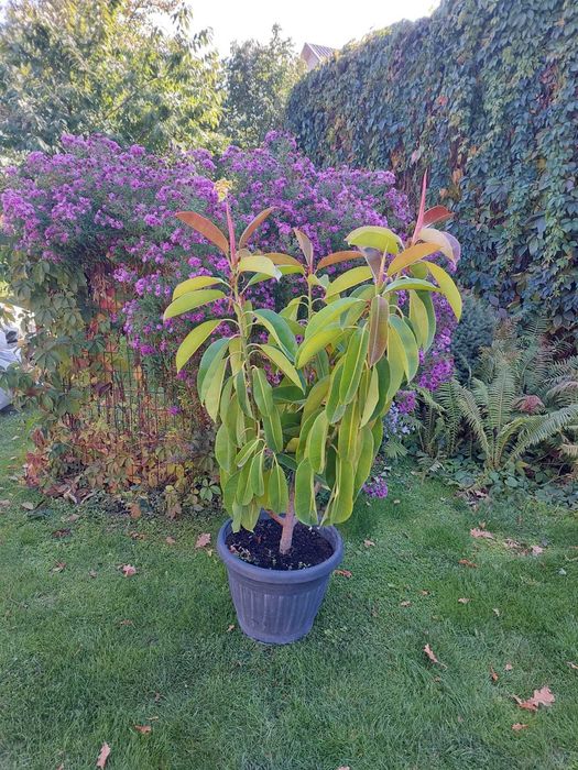 Продаю домашний фикус