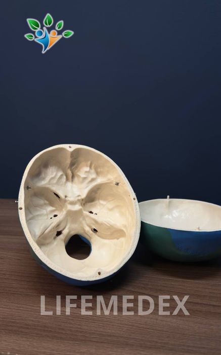 ЧЕРЕП  Анатомические