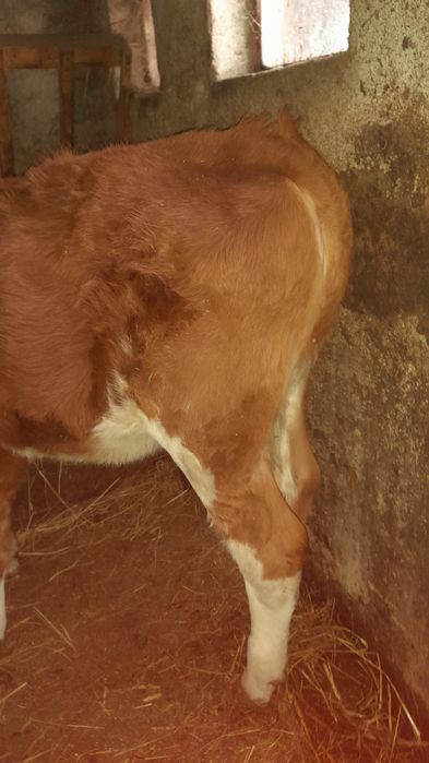 Vițeaua de vânzare