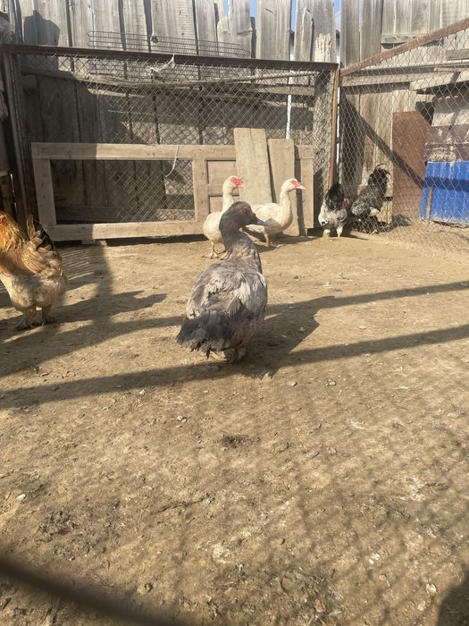 Еркек Индауткалар сатылады