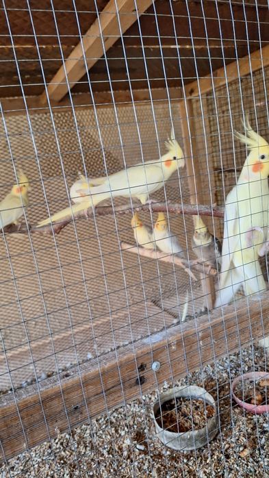 Продам попугай карелла