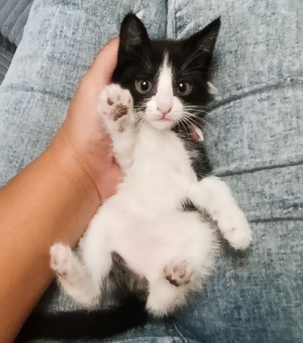 Отдам котят в добрые руки