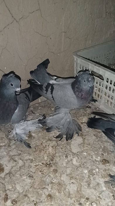 Продам  ронтовых