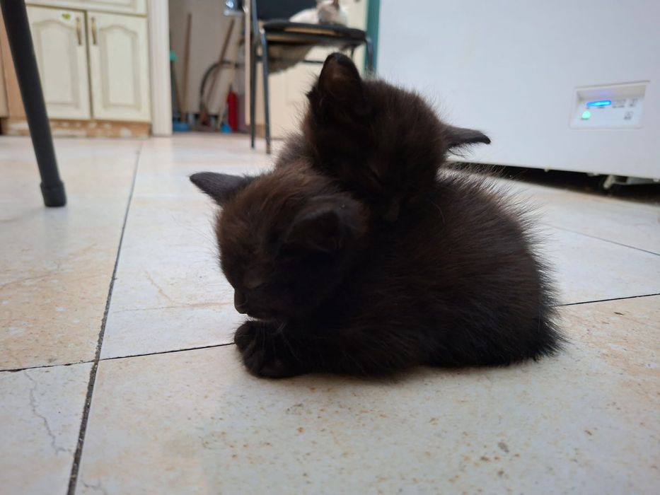 Бесплатно оддаем кошки