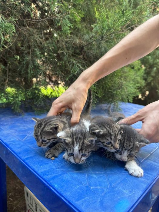 Отдам котят в хорошие руки бесплатно