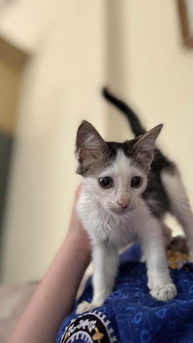 Котята даром в добрые руки