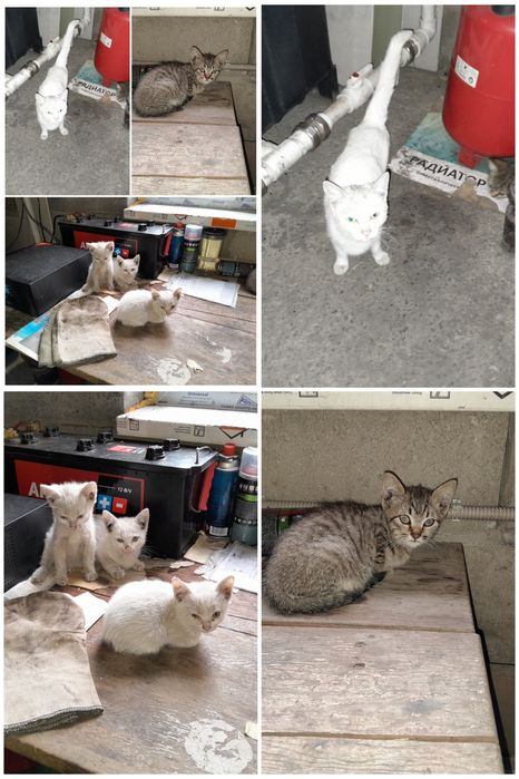 Отдам котят в добрые руки