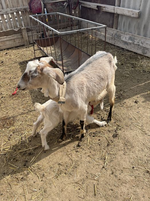 Альпи пародалы сауынды ешкі