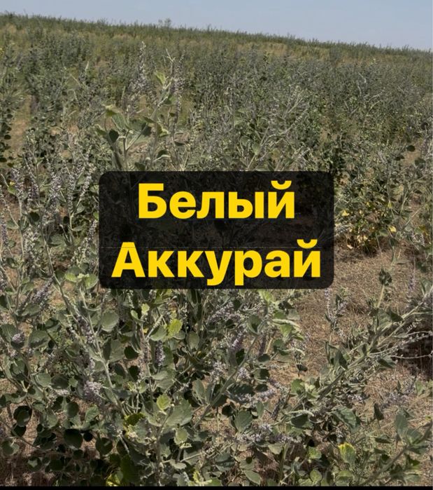 Мёд Белый Аккурай
