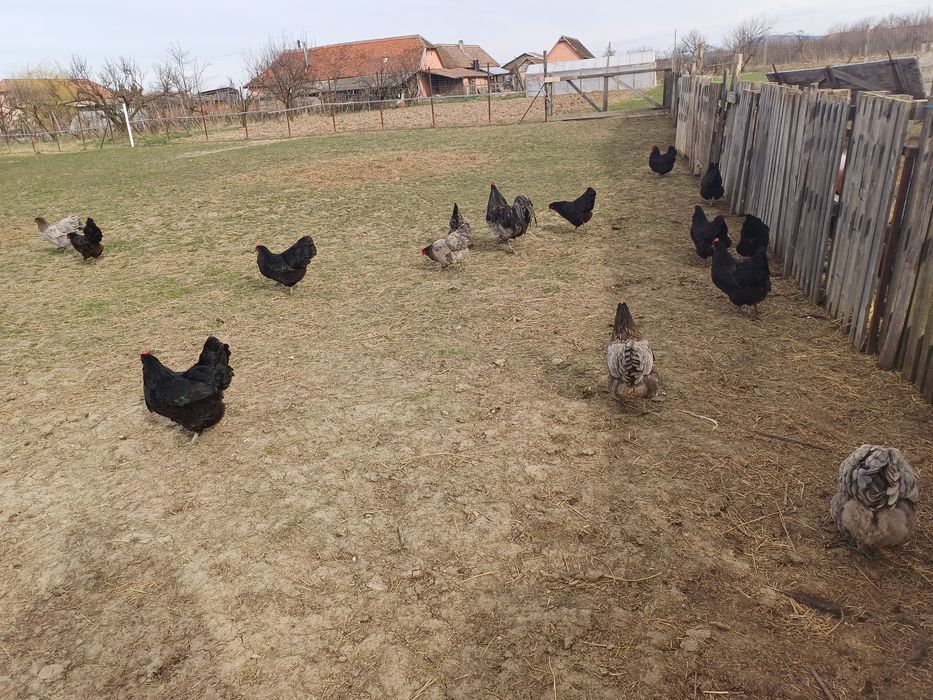 Oua   australorp