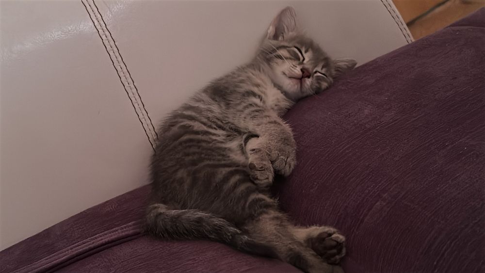 Котенок  бесплатно