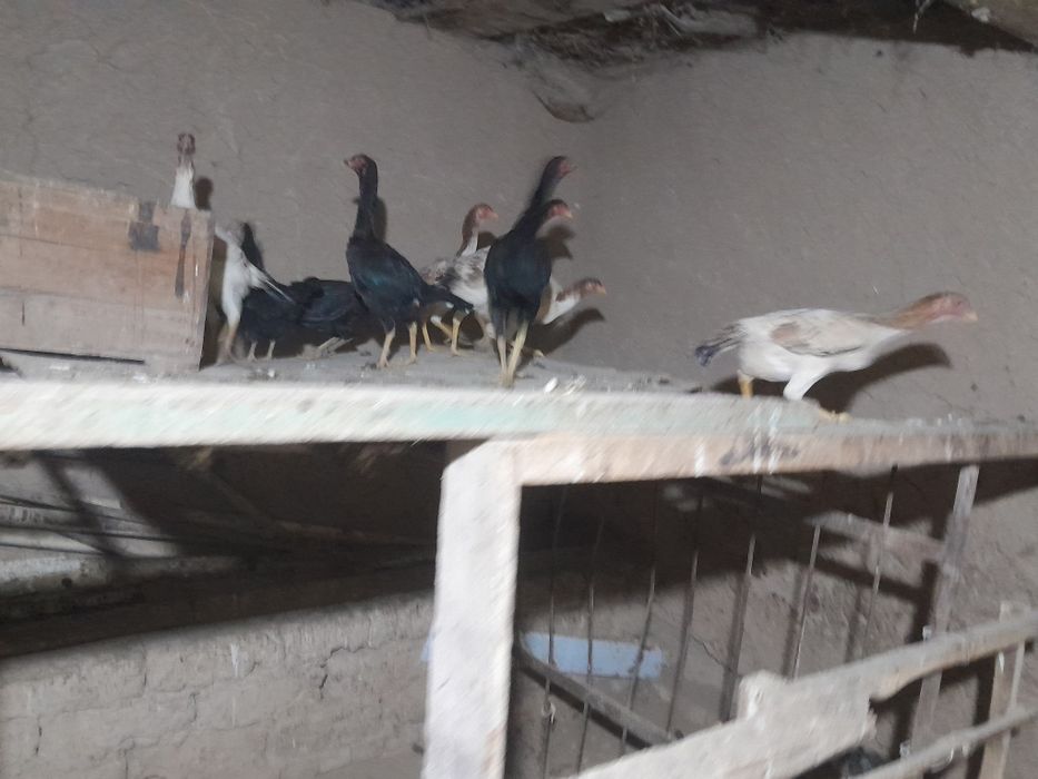 Yaqinda tuxumga kiradi