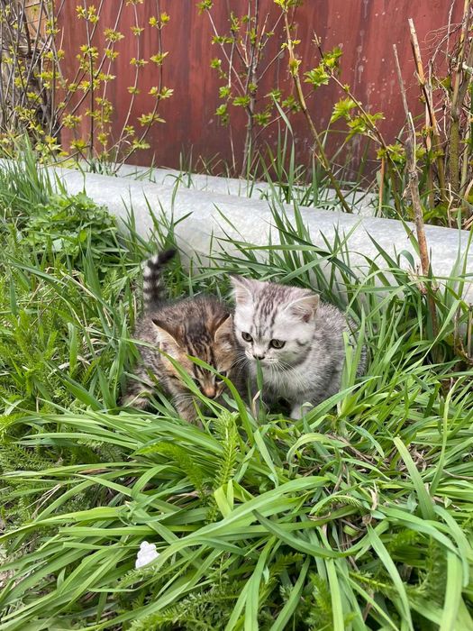 Продам котят Британские