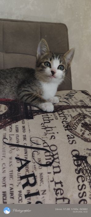 Котята возраст 2мес