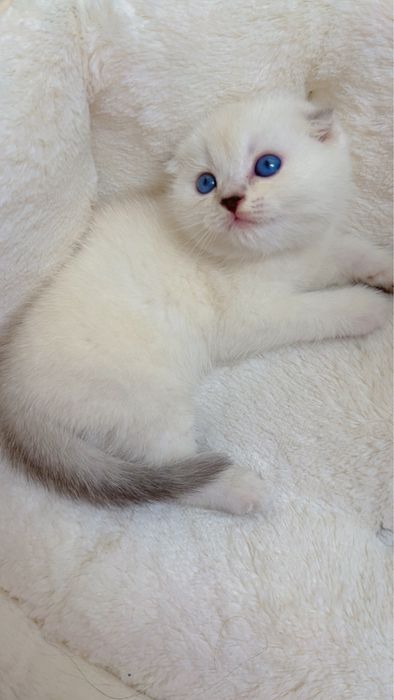 Поинт 2ойли киз бола