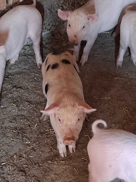 De vanzare Animaluțe