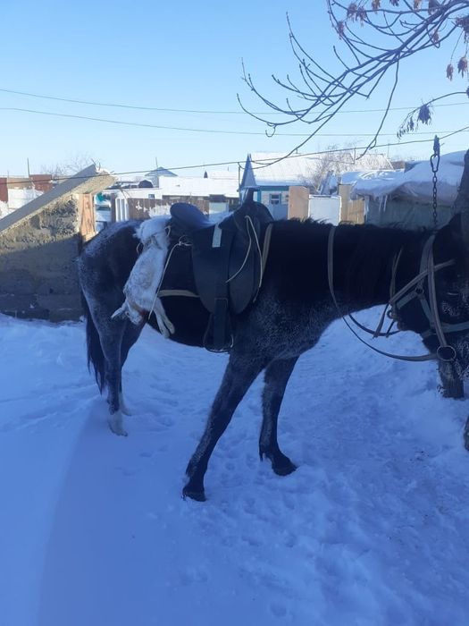 Седле Американское скоковое
