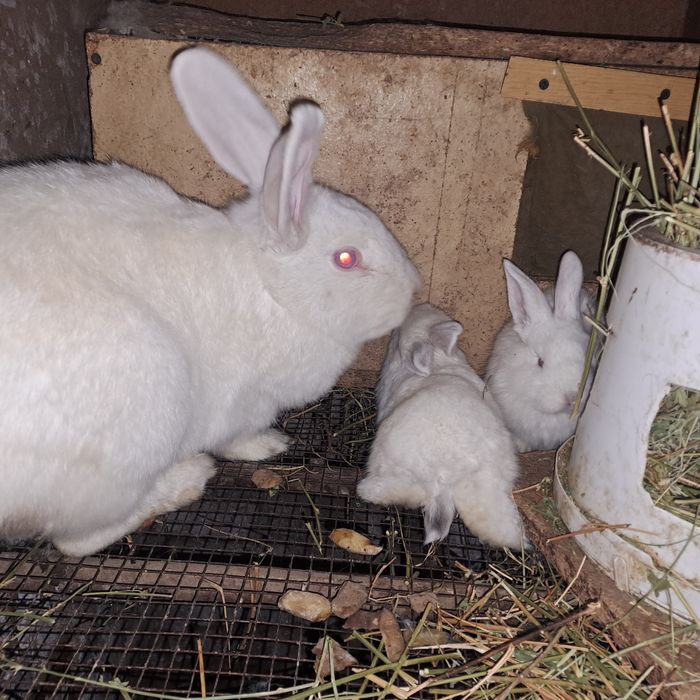Продаются крольчата