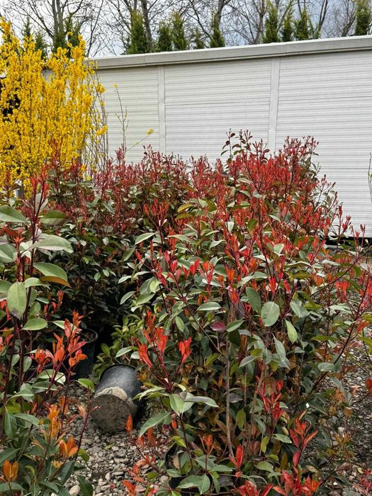 Photinia Red Robin premium | Gard viu roșu și plantare