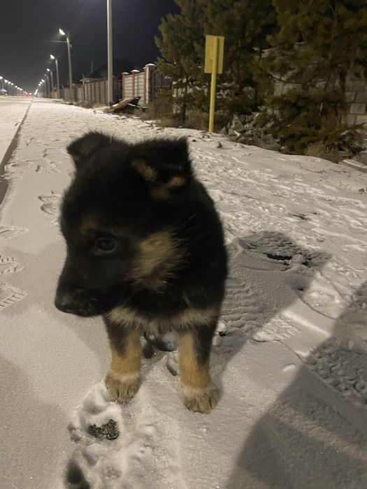 Немецски овчарка