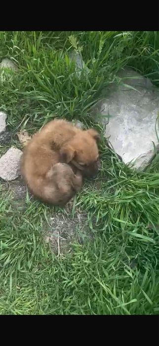 Отдам щенка мальчика