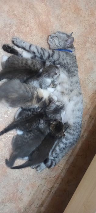 Милые котята Скоттиш Страйт