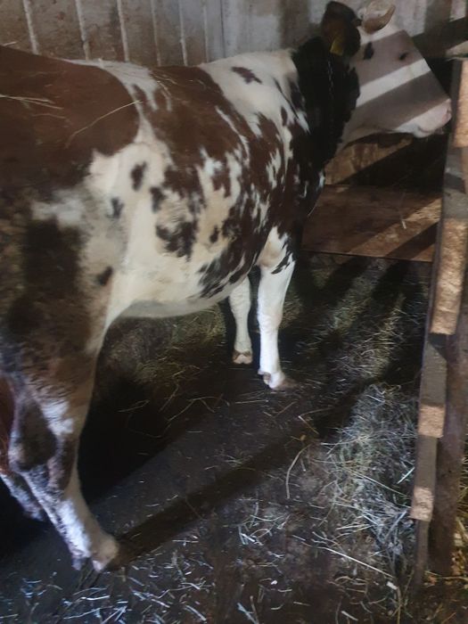 Vând vacă gestantă