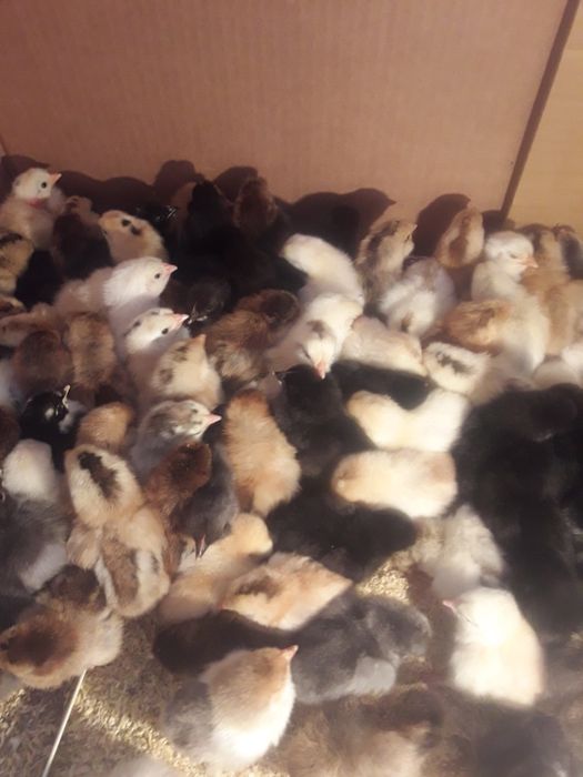 Цыплята домашние