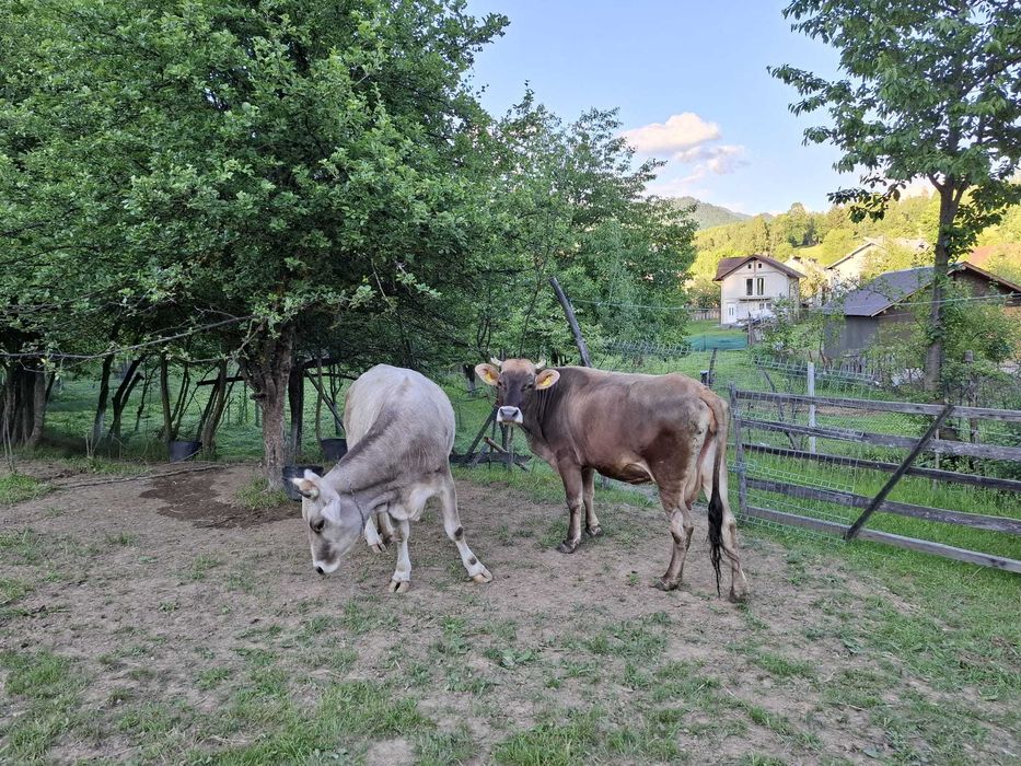 Vacă de vânzare