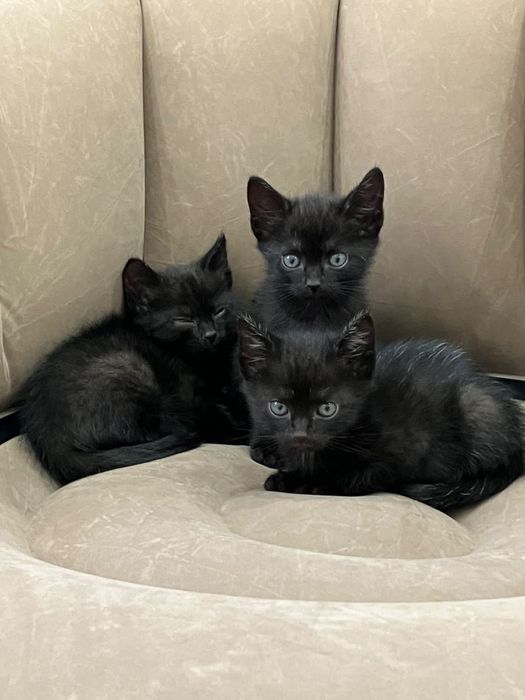 Отдам котят мальчики