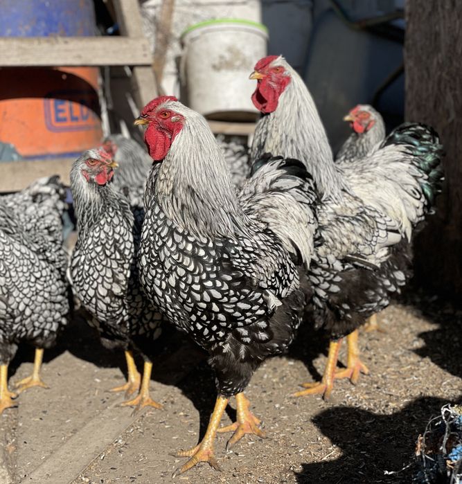 Oua Wyandotte argintiu