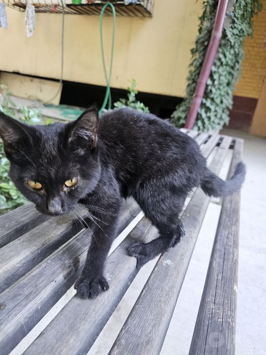 Чёрная кошка котёнок в Добрые Руки!