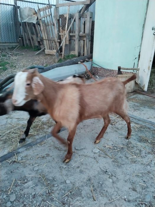 Продам Козлов альпийские