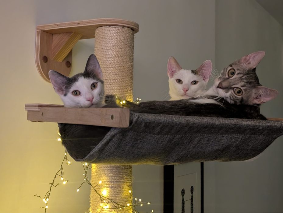 Adoptie - 3 frati wow, ne cautam omul (impreuna sau separat)