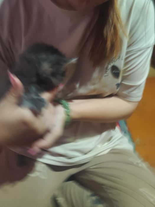 Котенок мальчик дымчатый