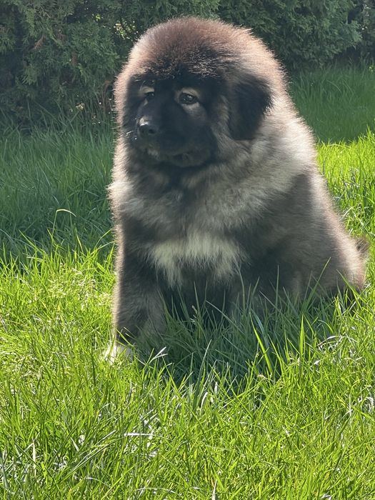 Vand pui ciobanesc caucazian rasa pura cu pedigree