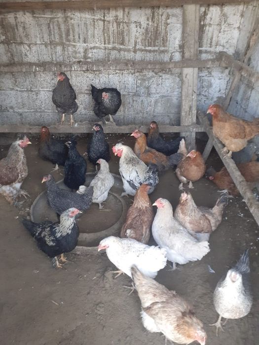 Продаётся куры ттл