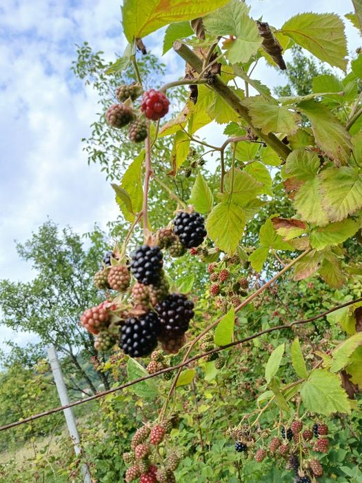 Vand mure din plantatiie proprie