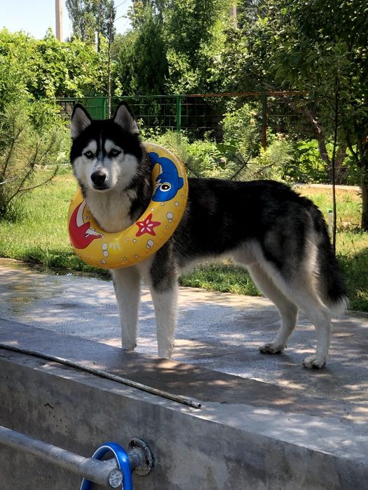 Вязка Сибирский Хаски