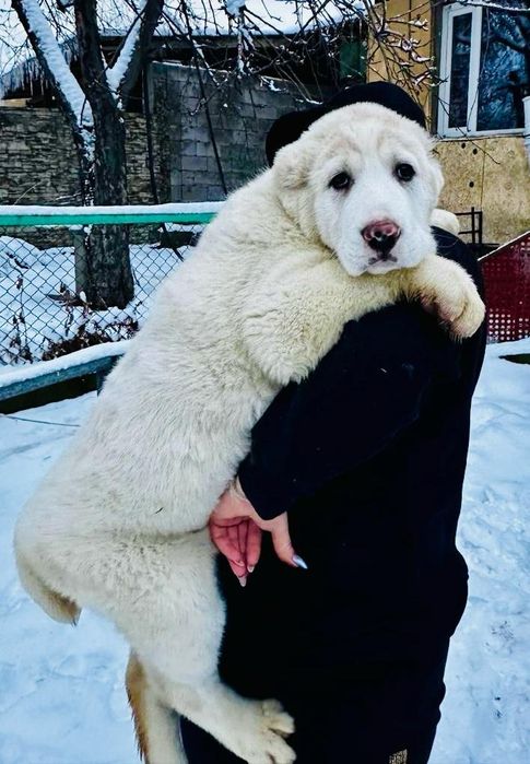 Шикарные кобели САО