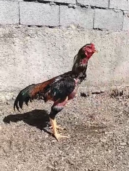 Продается бойцовый Дакан