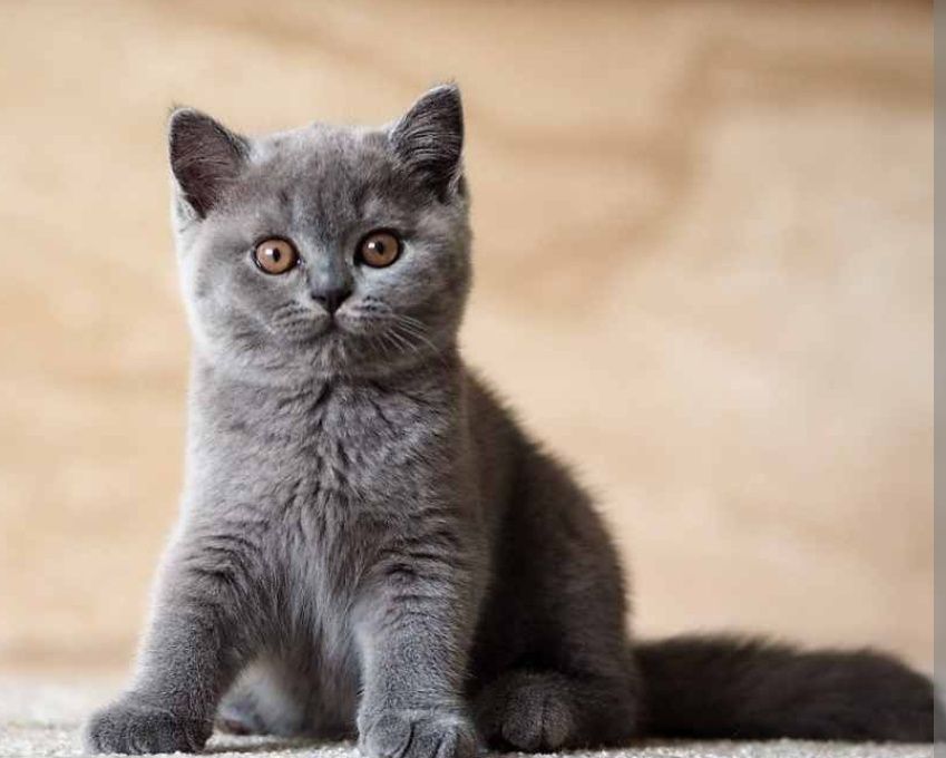 Британцы котята Алматы