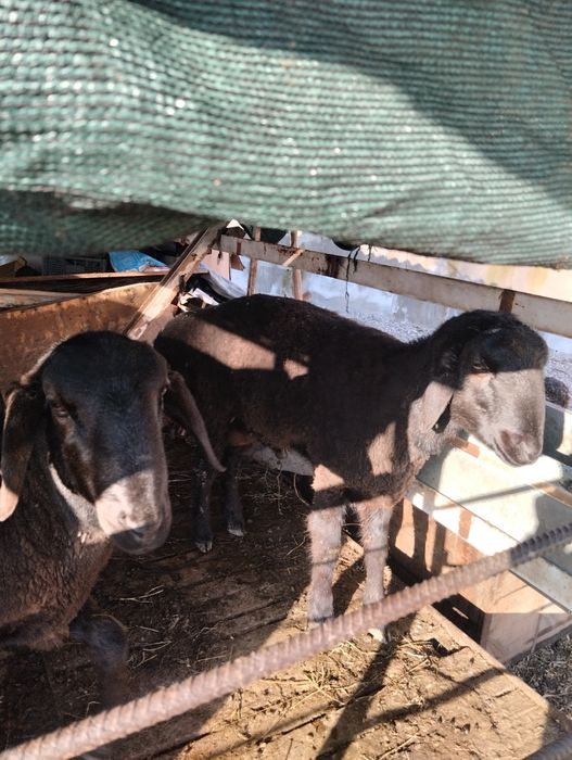 Qo'chqor sotiladi chiroyli naxlada