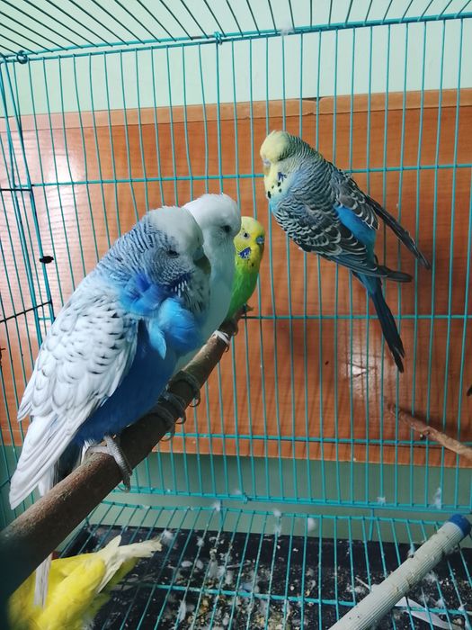 Продаю волнистых попугаев