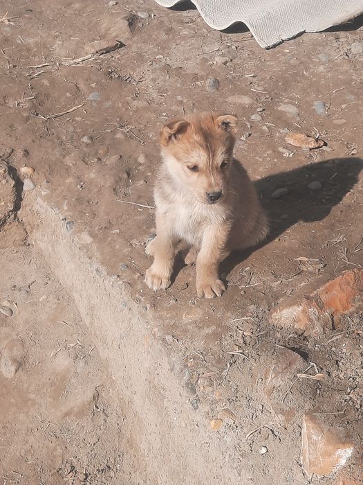 Zotdor xaski it bolalari sotiladi