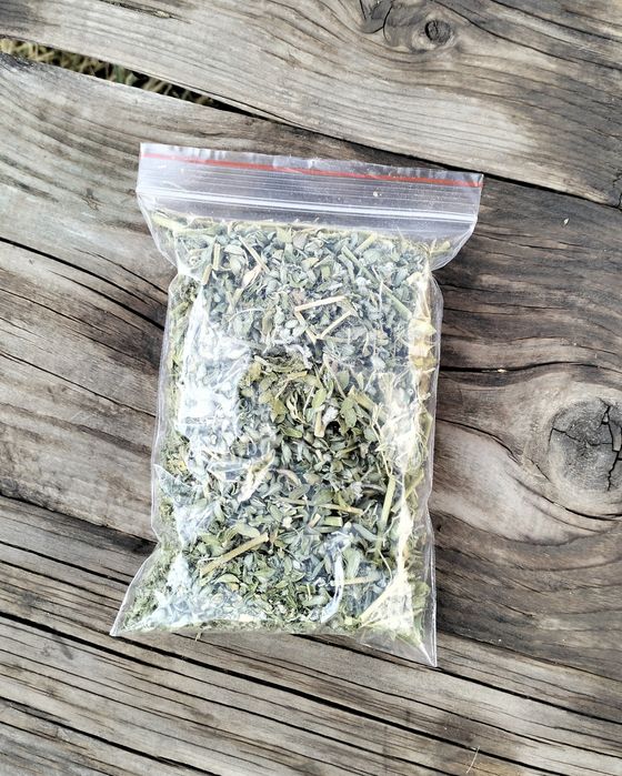 Якорцы стелющиеся. Трибулус